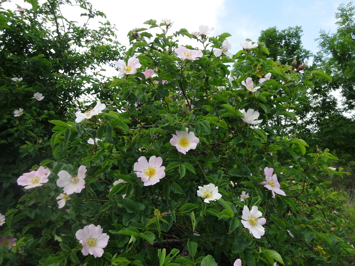 Rosa canina (Rosaceae)